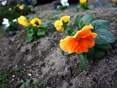 20101126.jpg